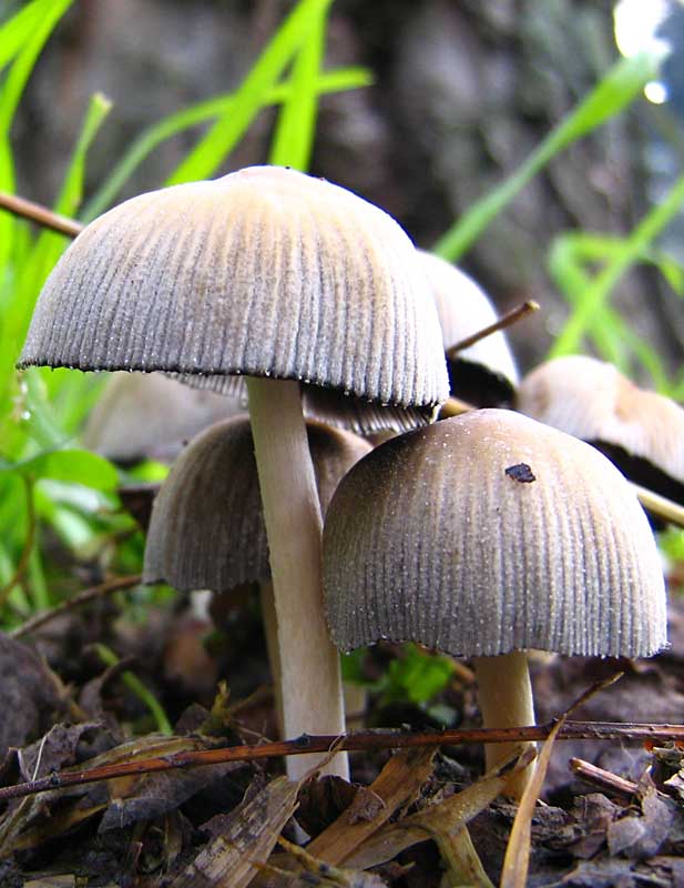 Coprinus?